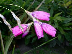 Dierama pulcherrimum